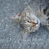 ねこ