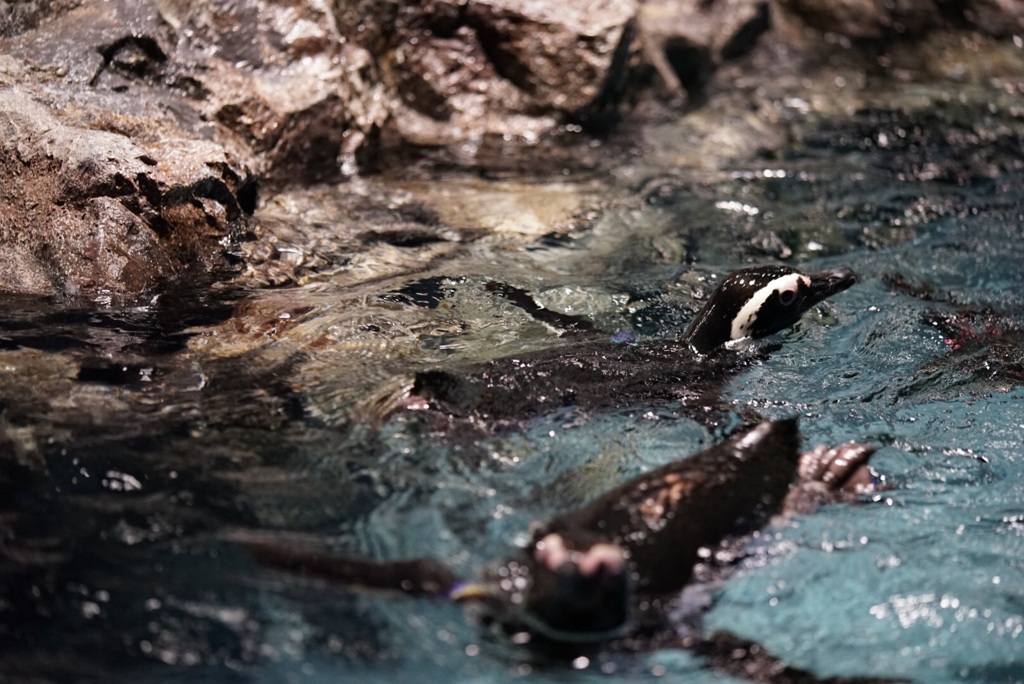 ペンギンの泳ぎ