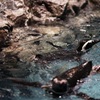 ペンギンの泳ぎ