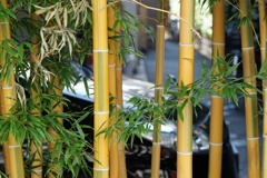 竹