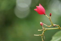赤い花2