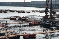 海に浮かぶ何か