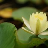 蓮