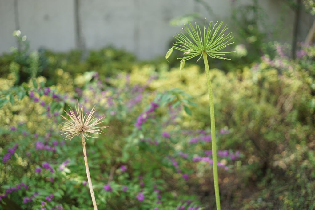 草