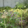 草