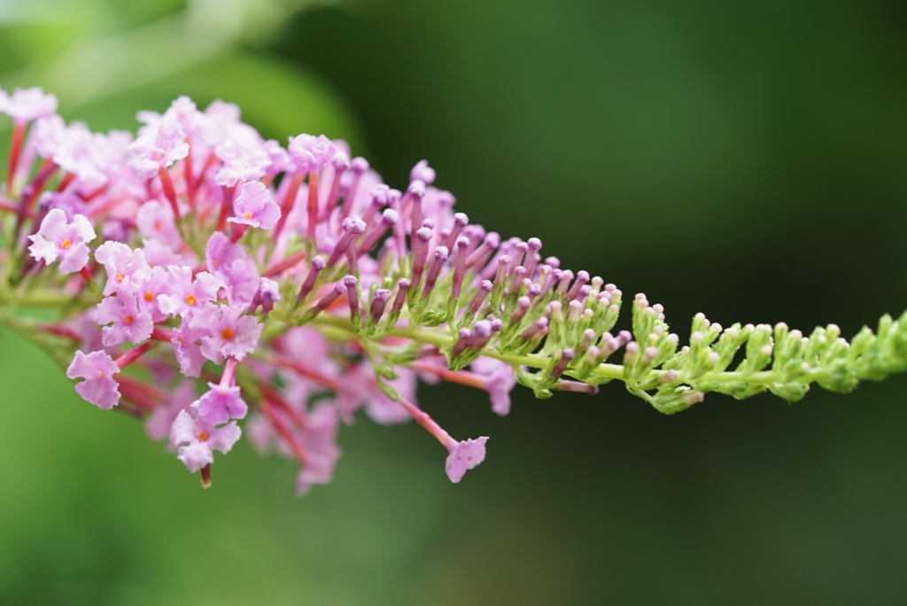 ピンクの花