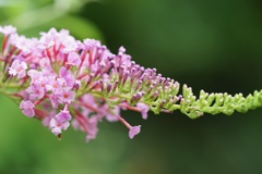 ピンクの花