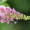 ピンクの花
