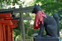 狐