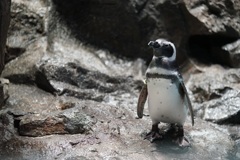 ペンギン