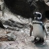 ペンギン