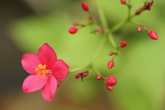 赤い花