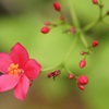 赤い花