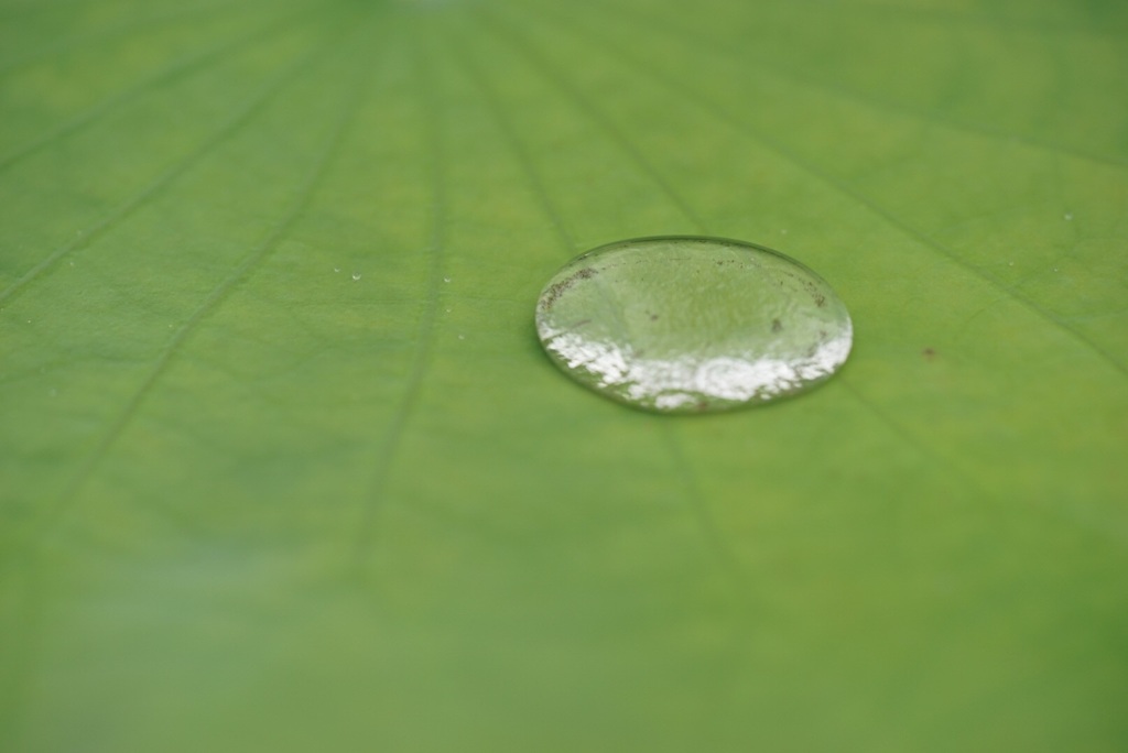 水玉