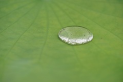 水玉