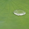 水玉