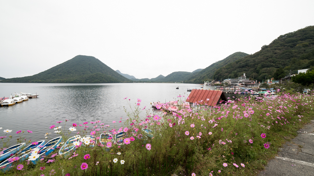 榛名湖のコスモス縁