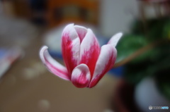DSC00031