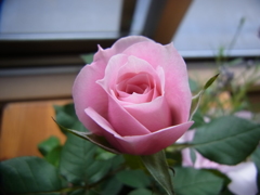 薔薇