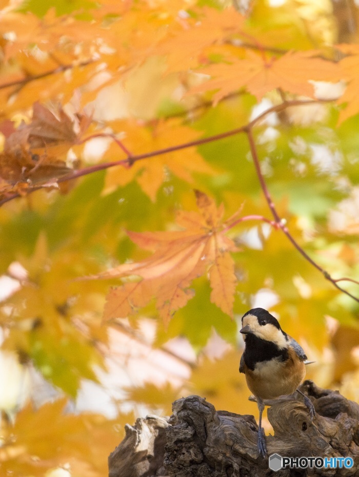 Autumn color