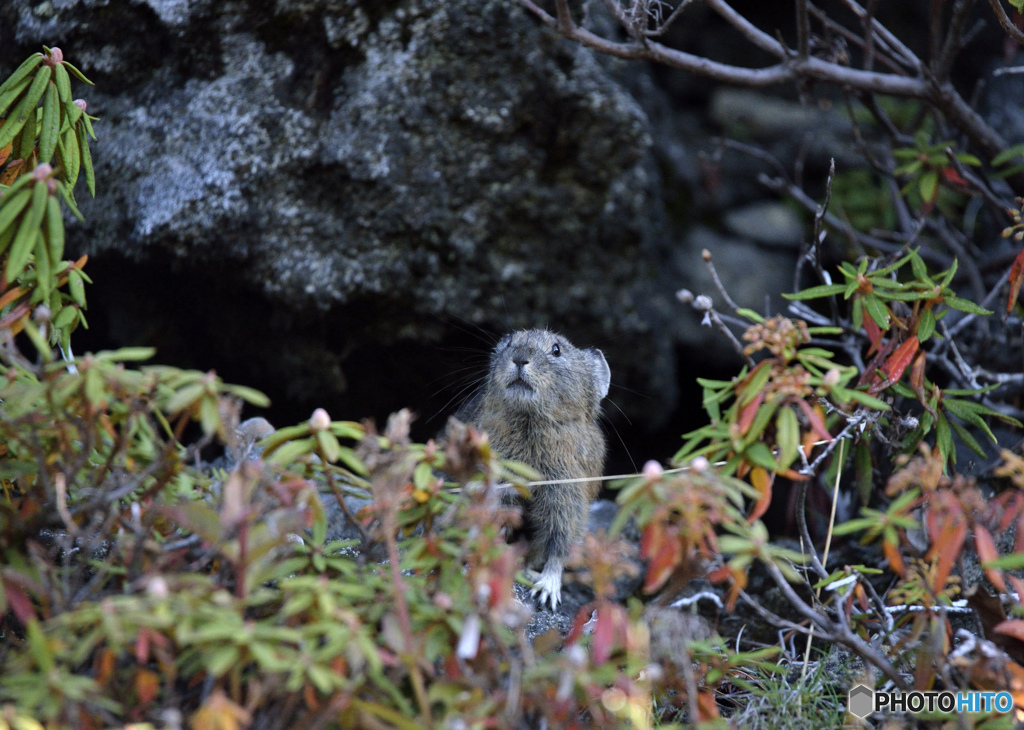 ナキウサギ(在庫から)