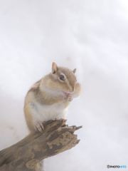 シマリス