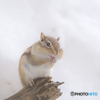 シマリス