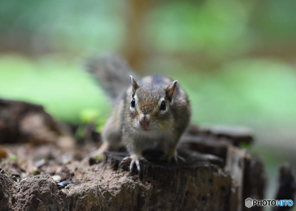 シマリス１