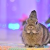 夜のうさんぽ