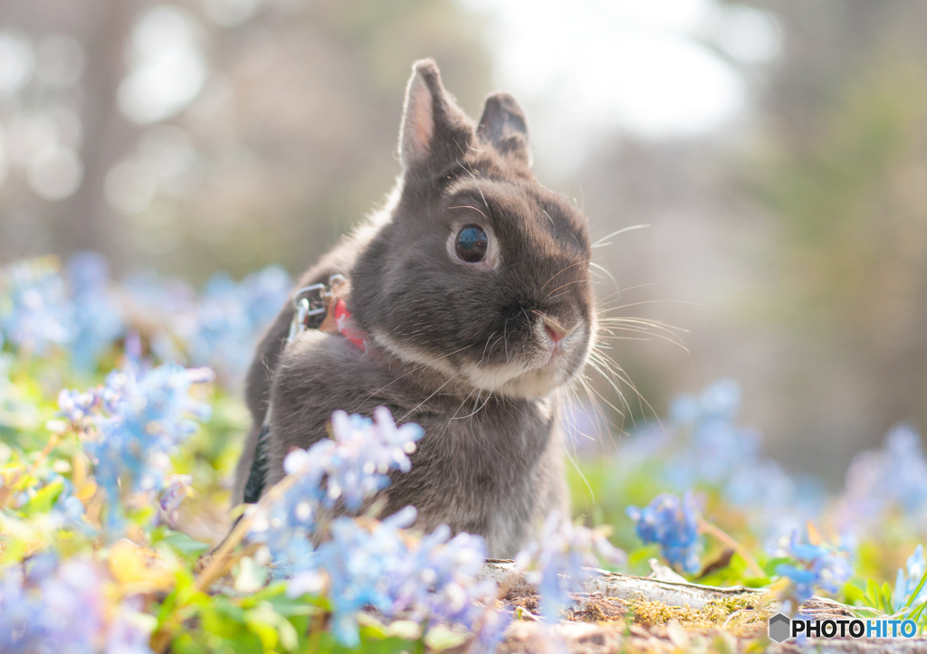 うさぎと春