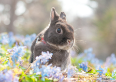 うさぎと春