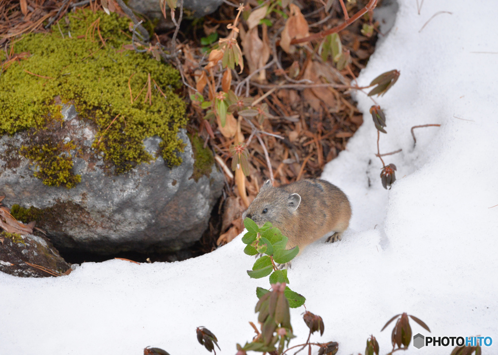 雪上のナキウサギ②