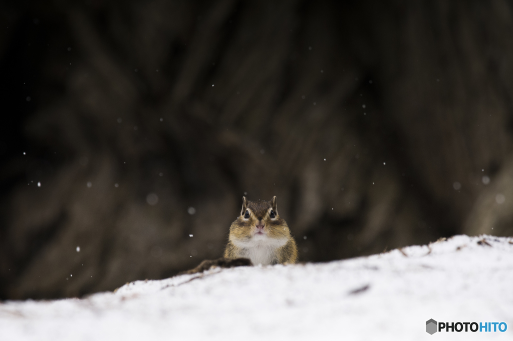 雪＊チラリ