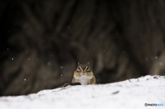 雪＊チラリ