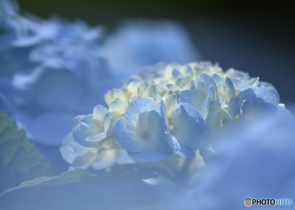 紫陽花