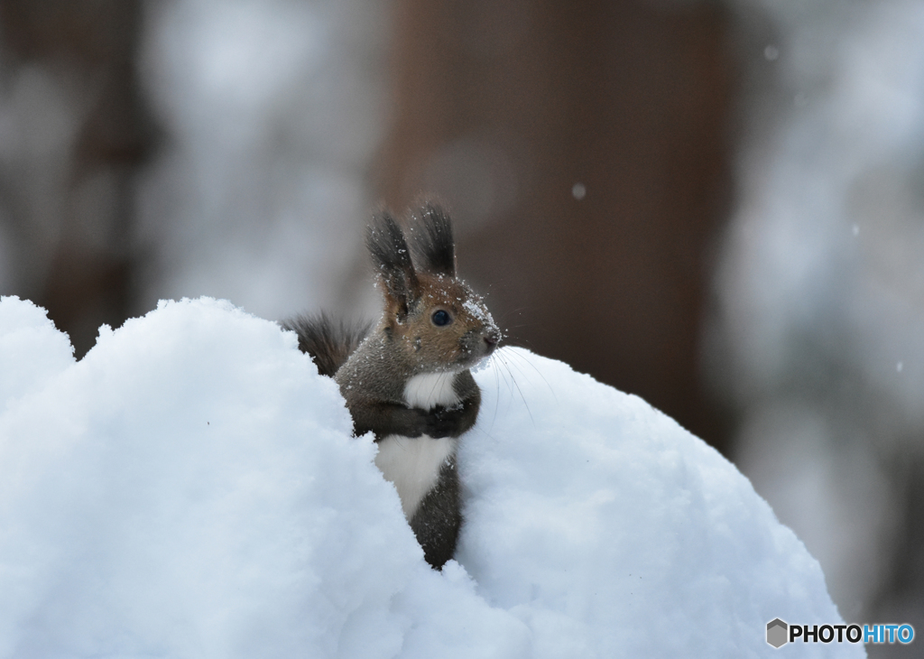 雪とエゾリス①