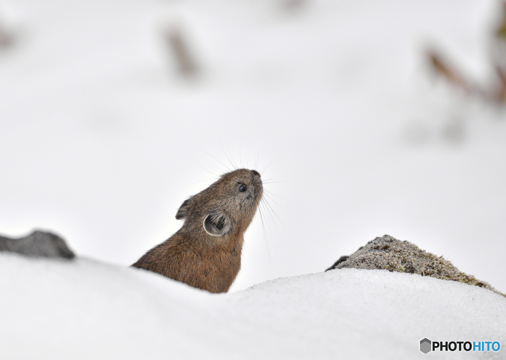 雪の中から顔を出すナキウサギ２(昨年)