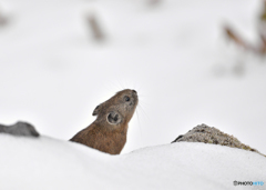 雪の中から顔を出すナキウサギ２(昨年)