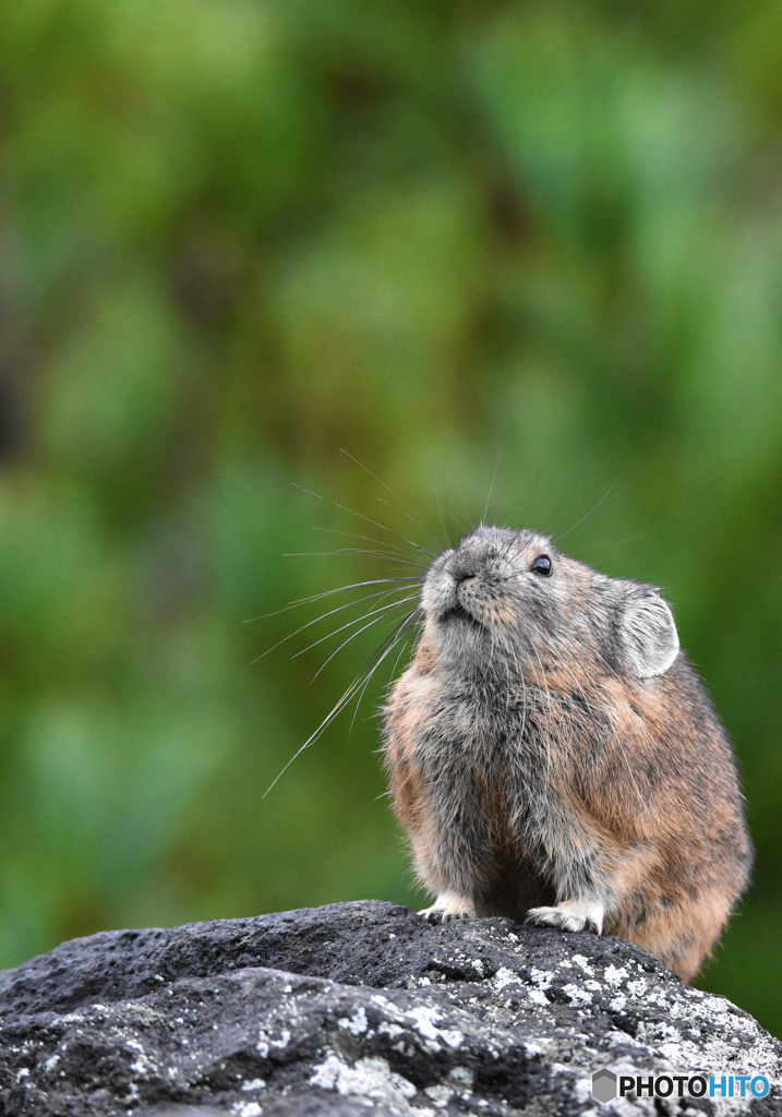 Pika