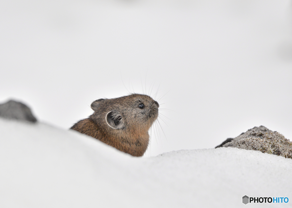 雪の中から顔を出すナキウサギ１(昨年)