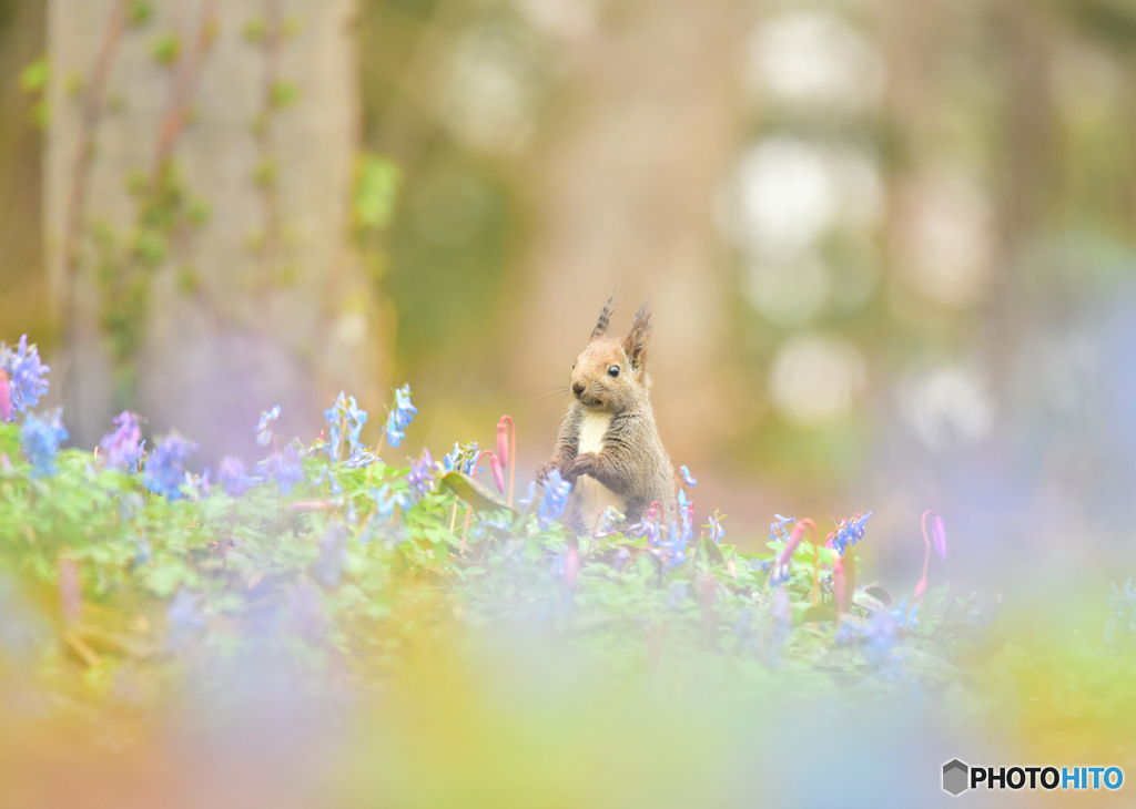 お花畑にて