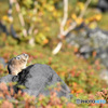 ナキウサギの秋