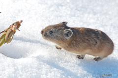 雪上のナキウサギ
