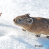 雪上のナキウサギ