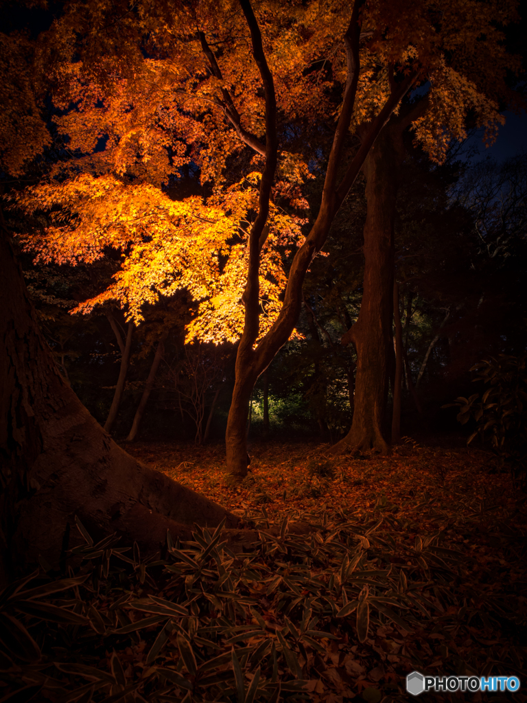 六義園ライトアップ