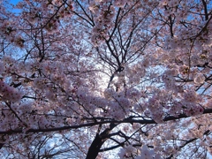 桜祭り