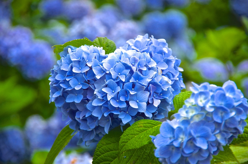 雨のアジサイ