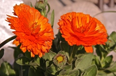 IMGP2648