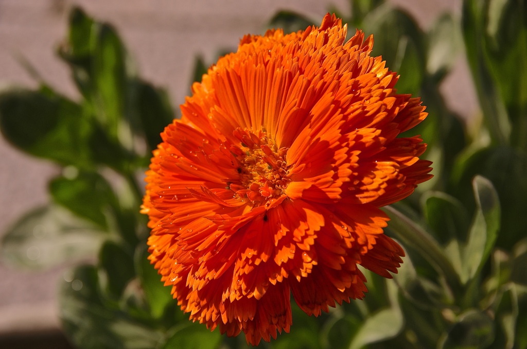 IMGP2646