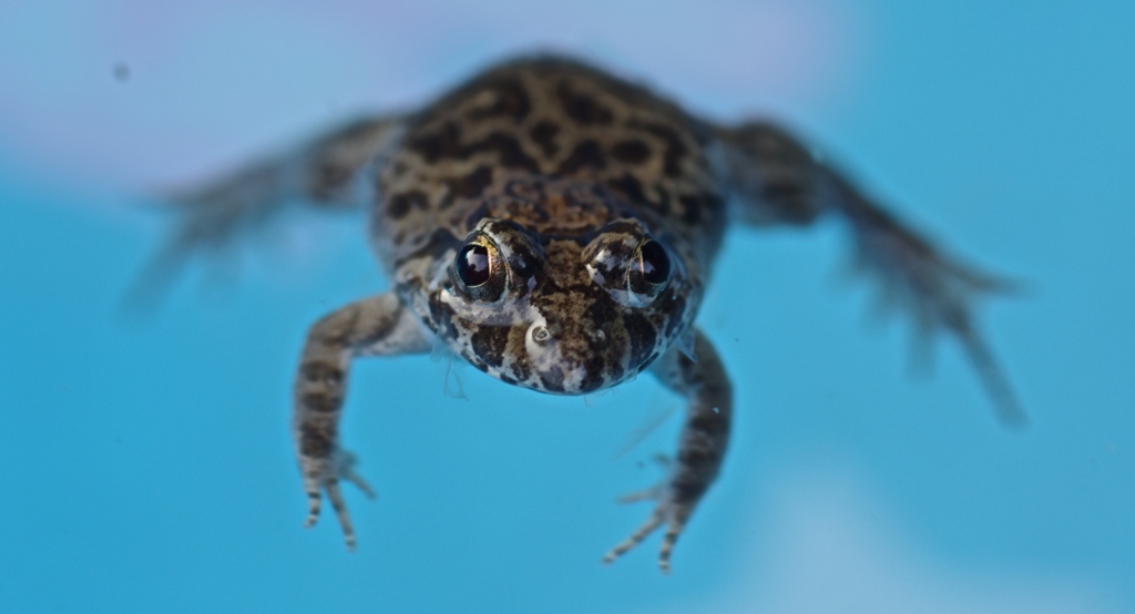 カエル